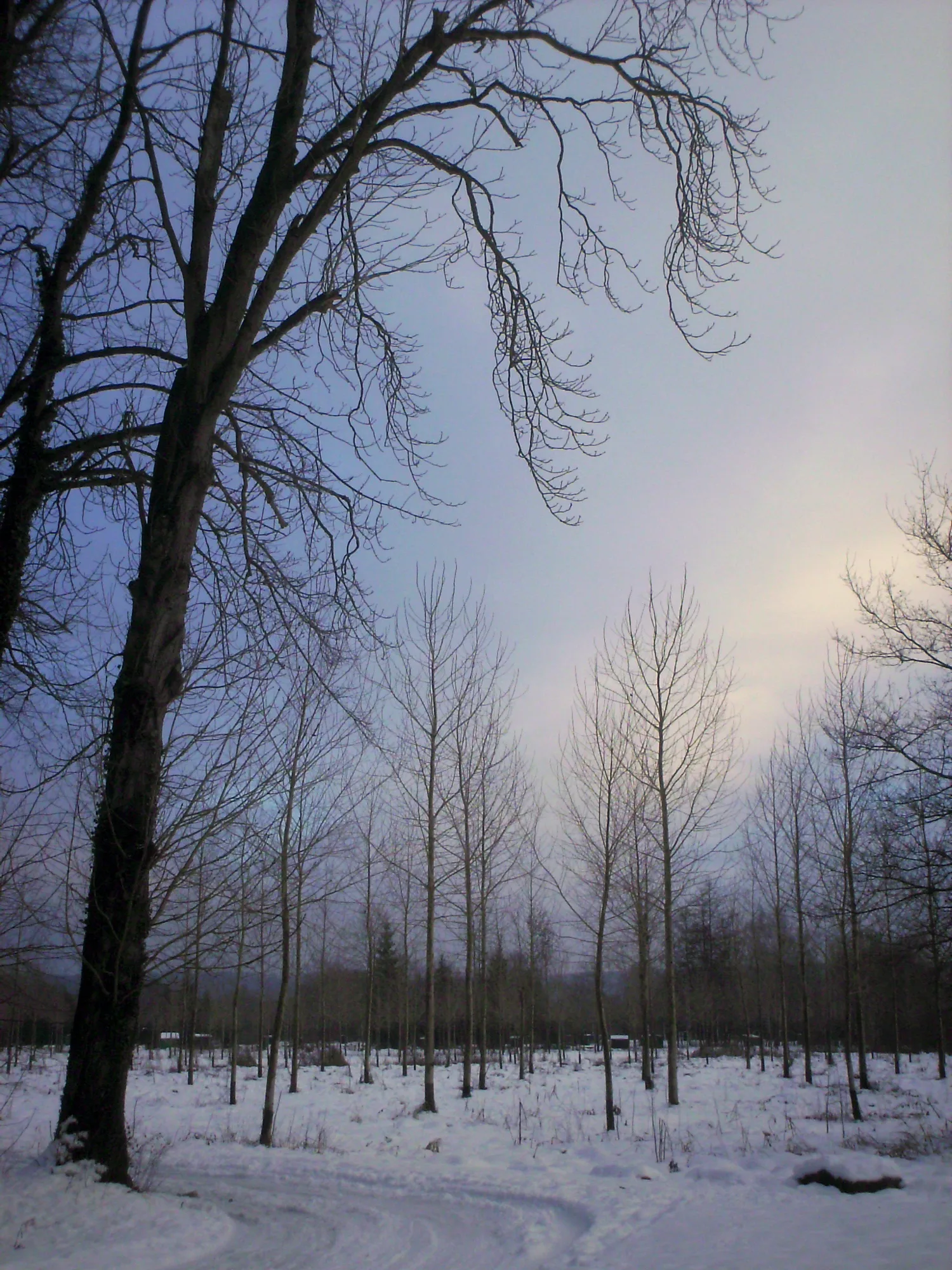 Les troncs donnent une profondeur au paysage.