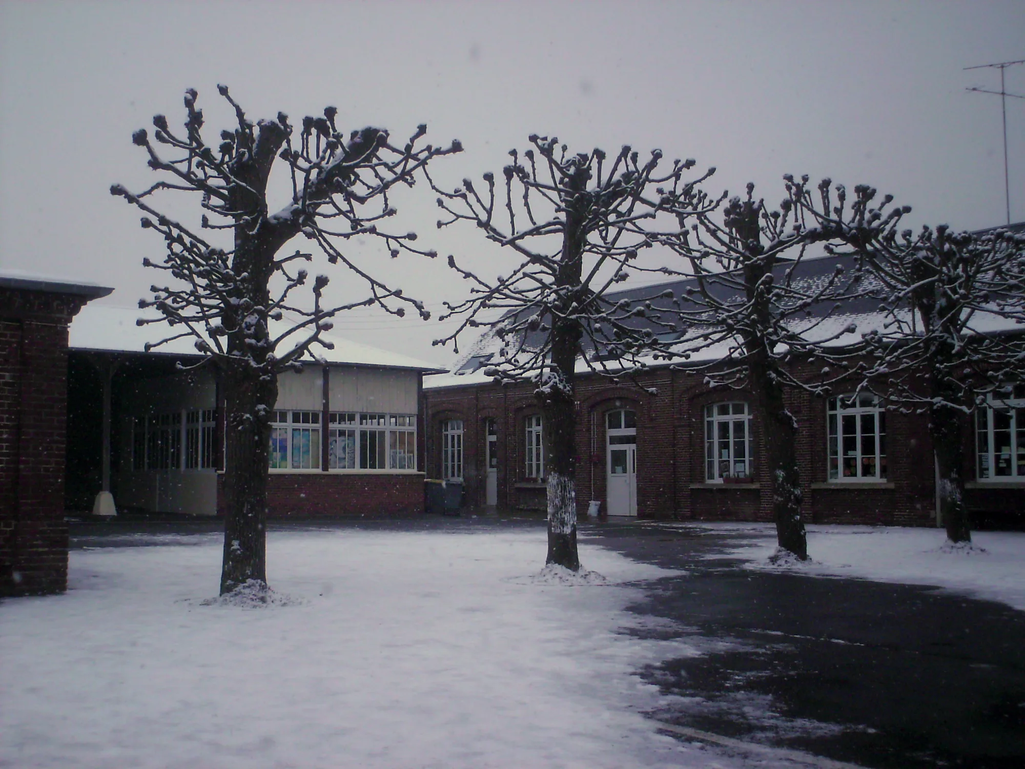 Les arbres de la cour se détachent du sol blanc.