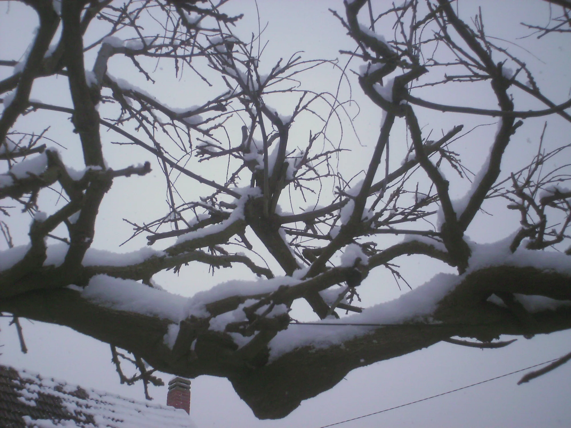 La neige souligne le dessin des branches.