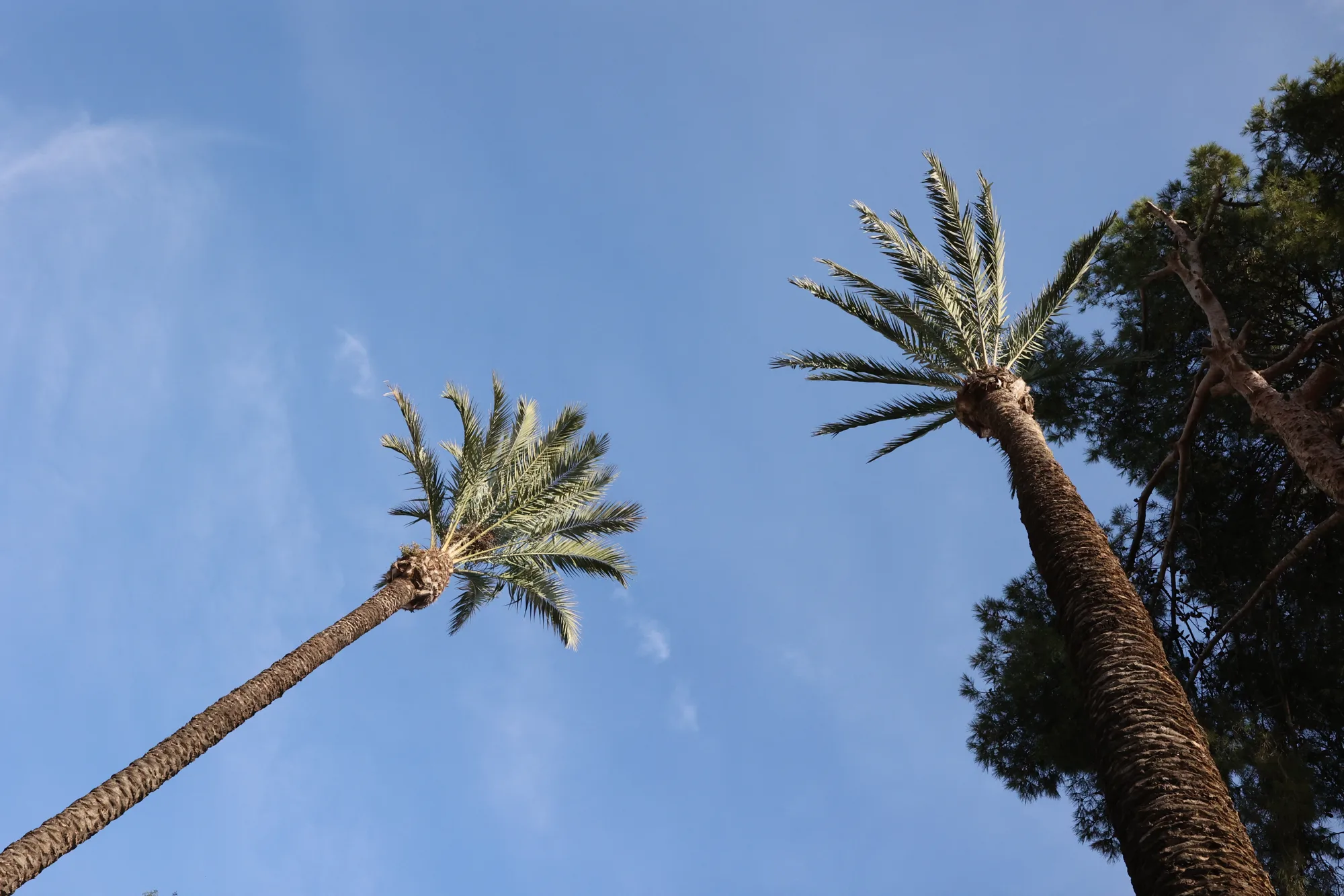 Les palmiers dessinent leurs propres lignes dans le ciel.