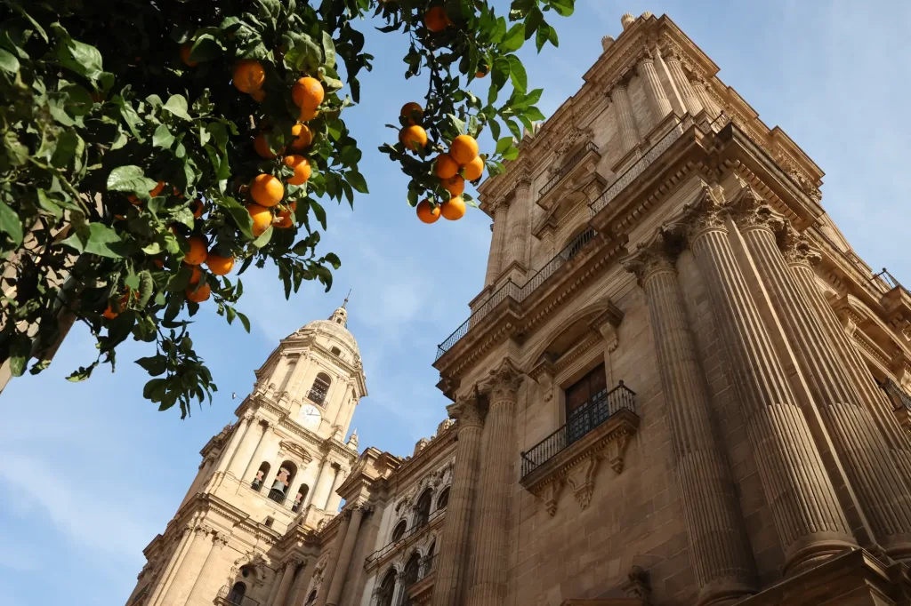Les orangers accompagnent la façade de la cathédrale de Málaga.