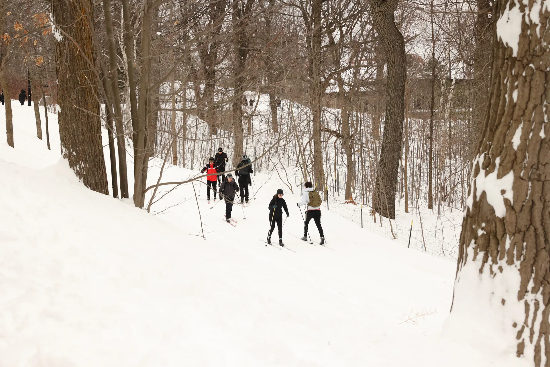 Promeneurs sur un chemin enneigé bordé de grands arbres