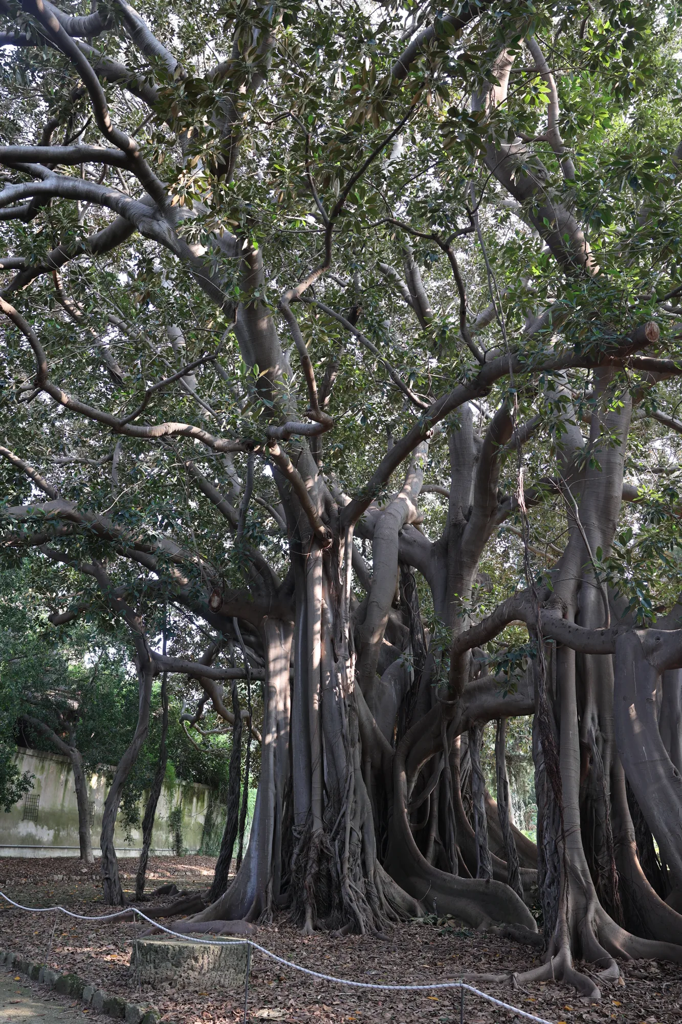 Sous les arbres, les troncs composent un autre espace.