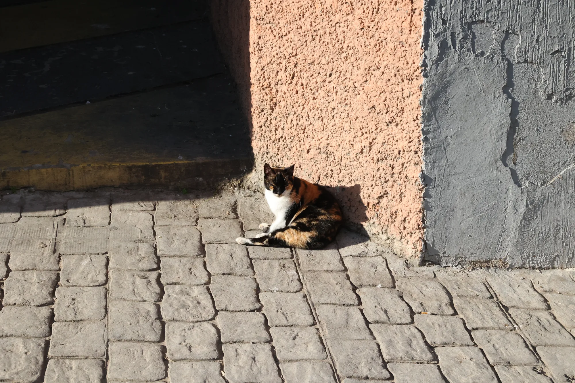 Un chat se repose au seuil d’une porte, entre ombre et lumière.