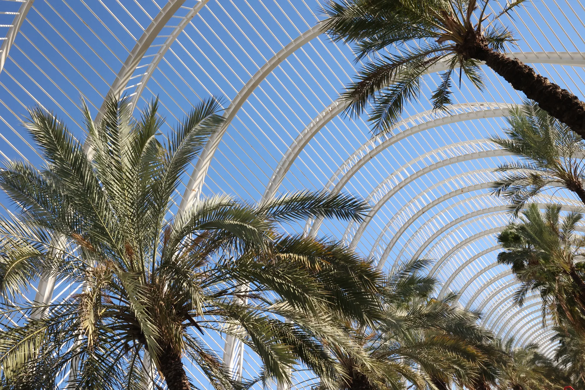À l’Umbracle, les palmiers croisent la répétition des arcs blancs.