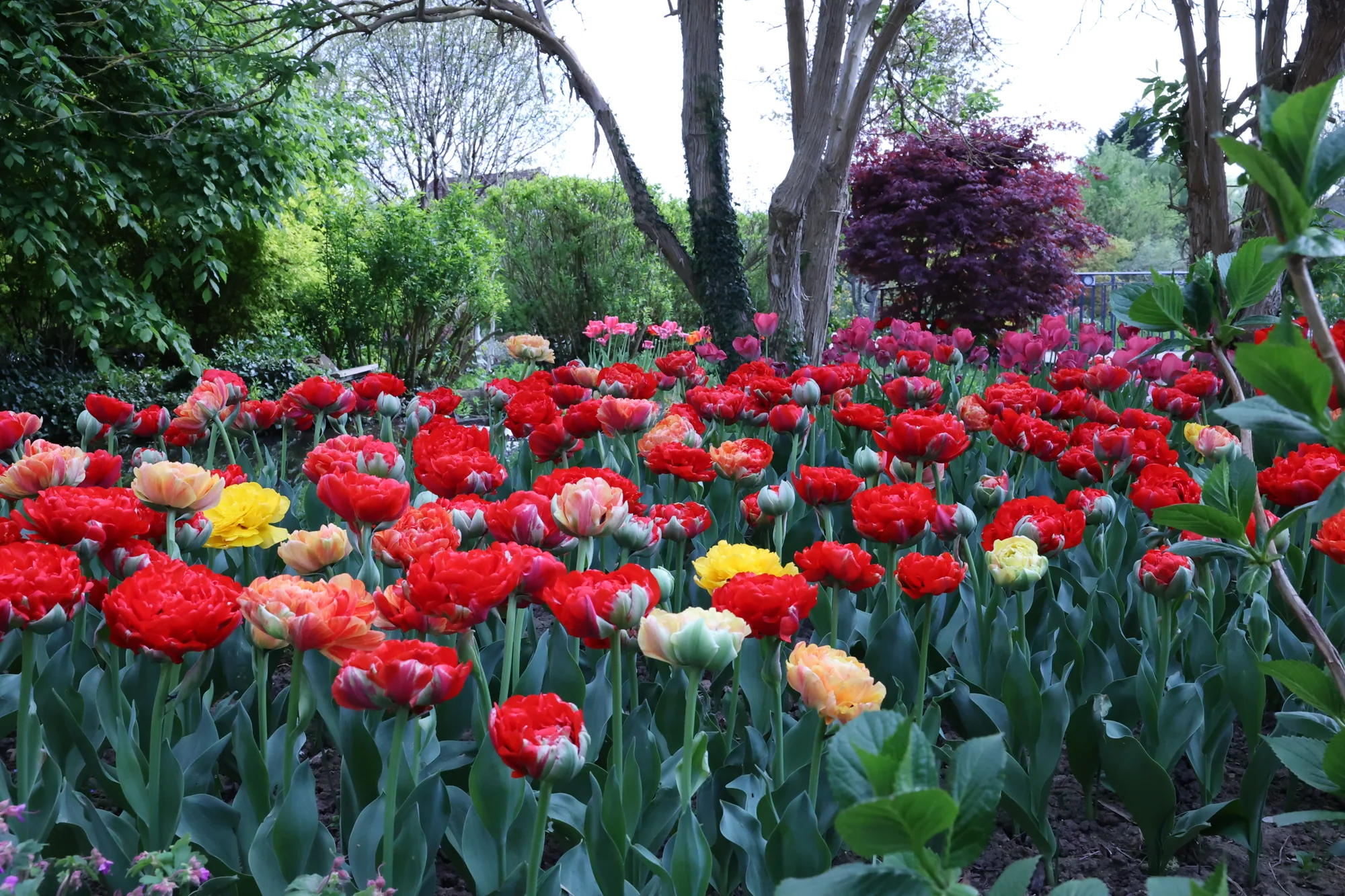 Un massif de tulipes rouges donne sa couleur à ce coin du jardin.