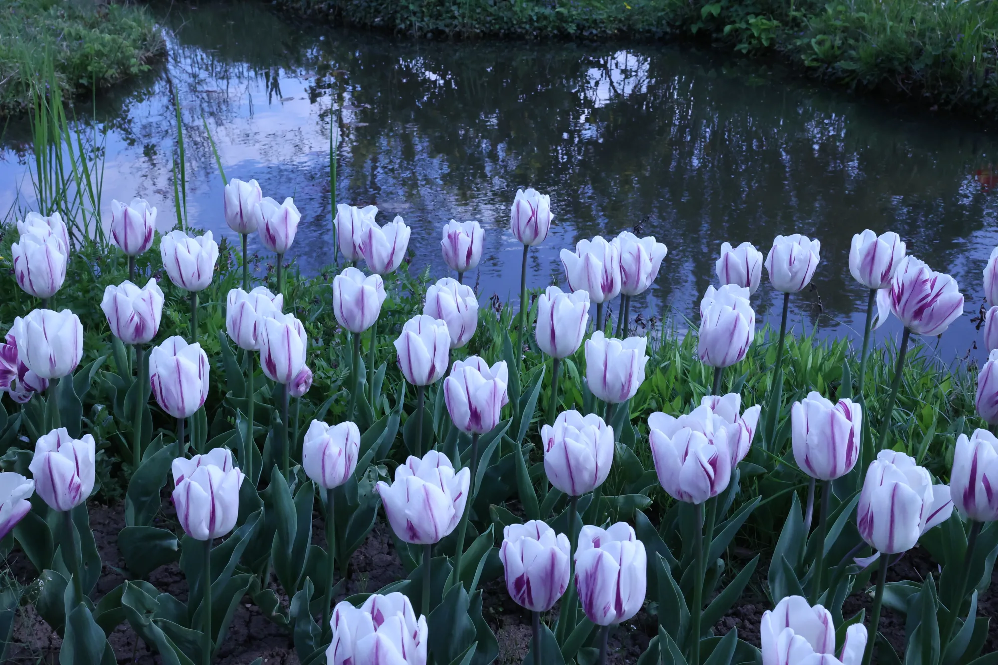 Des tulipes claires se détachent sur une eau assombrie par les reflets.