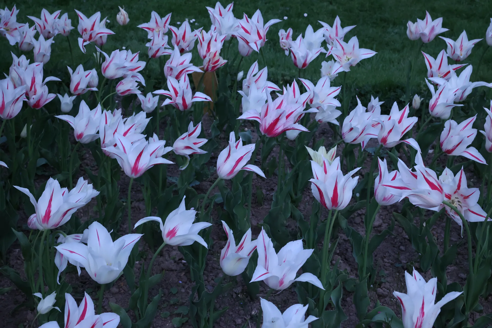 Des pétales blancs et roses composent une autre variation printanière.