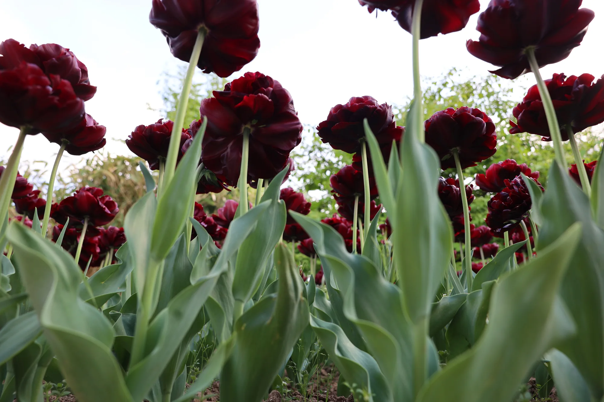 Photographiées depuis le bas, les tulipes sombres se détachent sur le ciel.