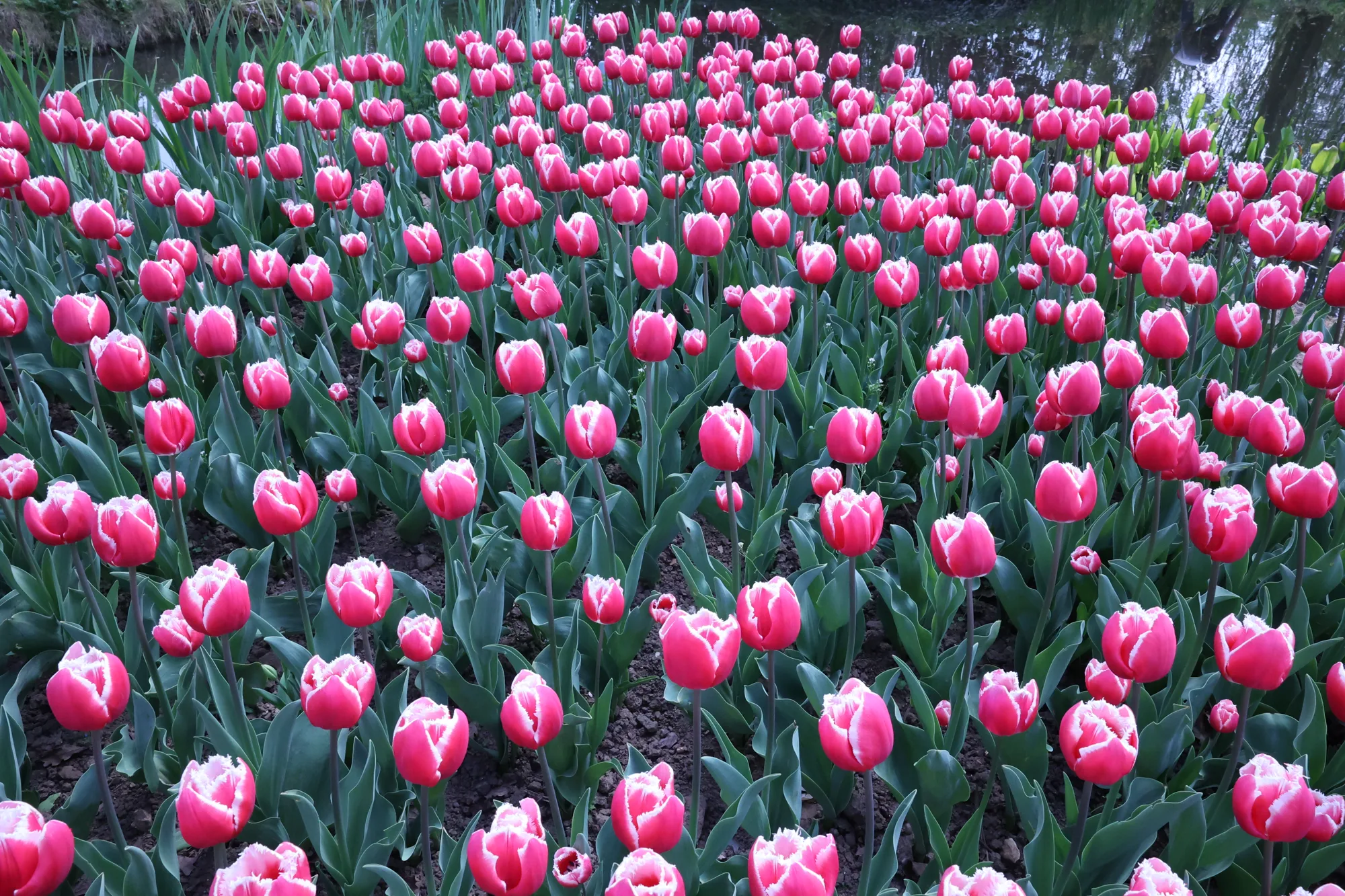 Les tulipes roses se répètent en une grande surface colorée.